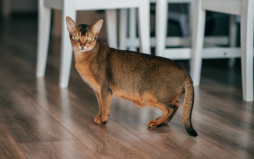 Руски абисинец прогласен за светска мачка на 2025 година