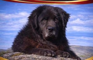 Караман официјално признаен како автентична македонска раса