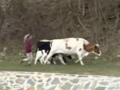 Шест крави од Крива Паланка залутале во Бугарија, локалниот проблем стана меѓународен