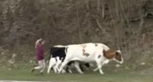 Шест крави од Крива Паланка залутале во Бугарија, локалниот проблем стана меѓународен