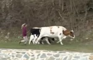 Шест крави од Крива Паланка залутале во Бугарија, локалниот проблем стана меѓународен